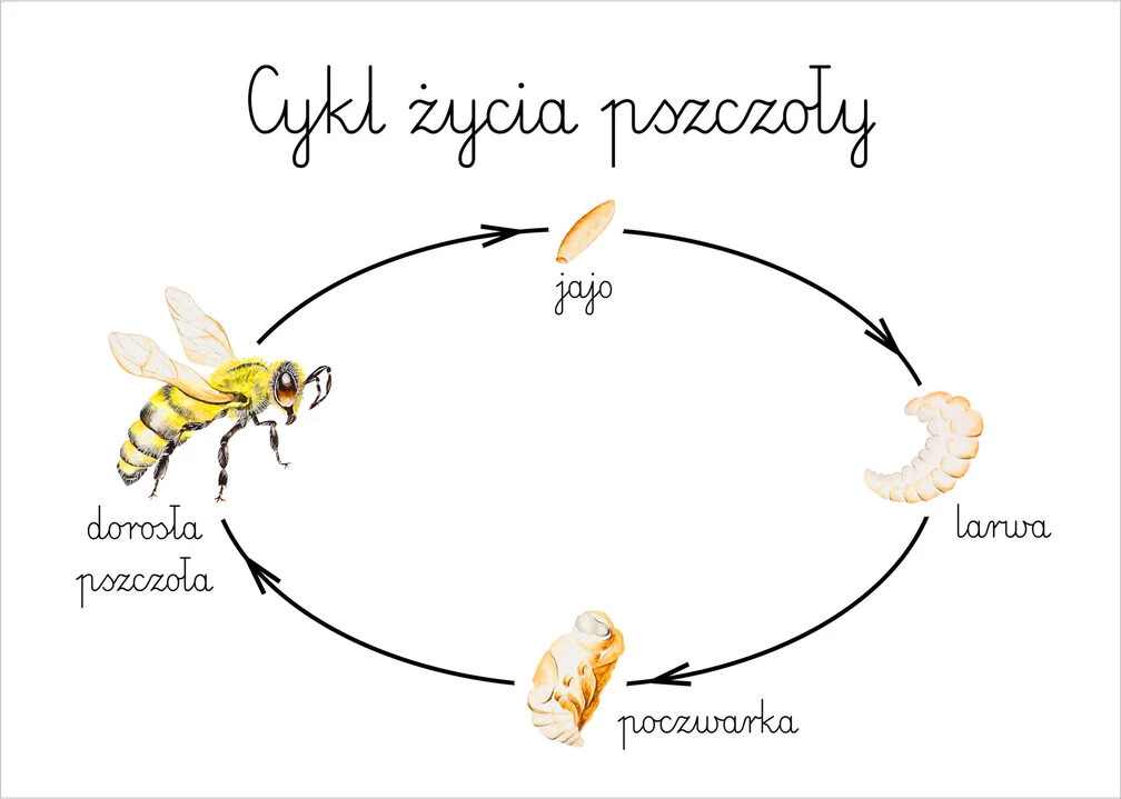 Cykl życia pszczoły