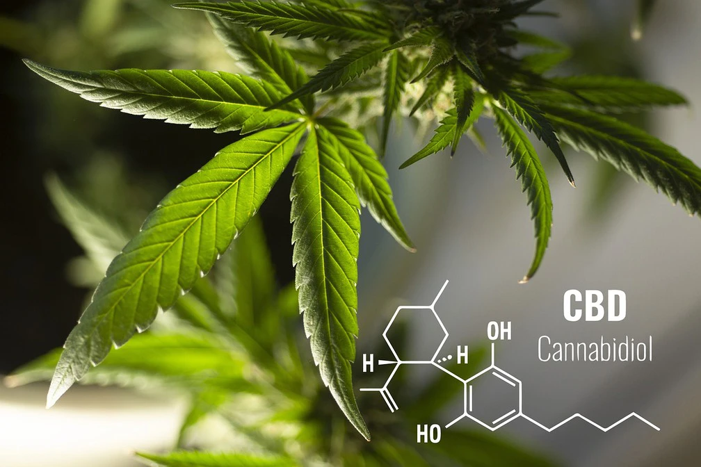 Właściwości olejku CBD